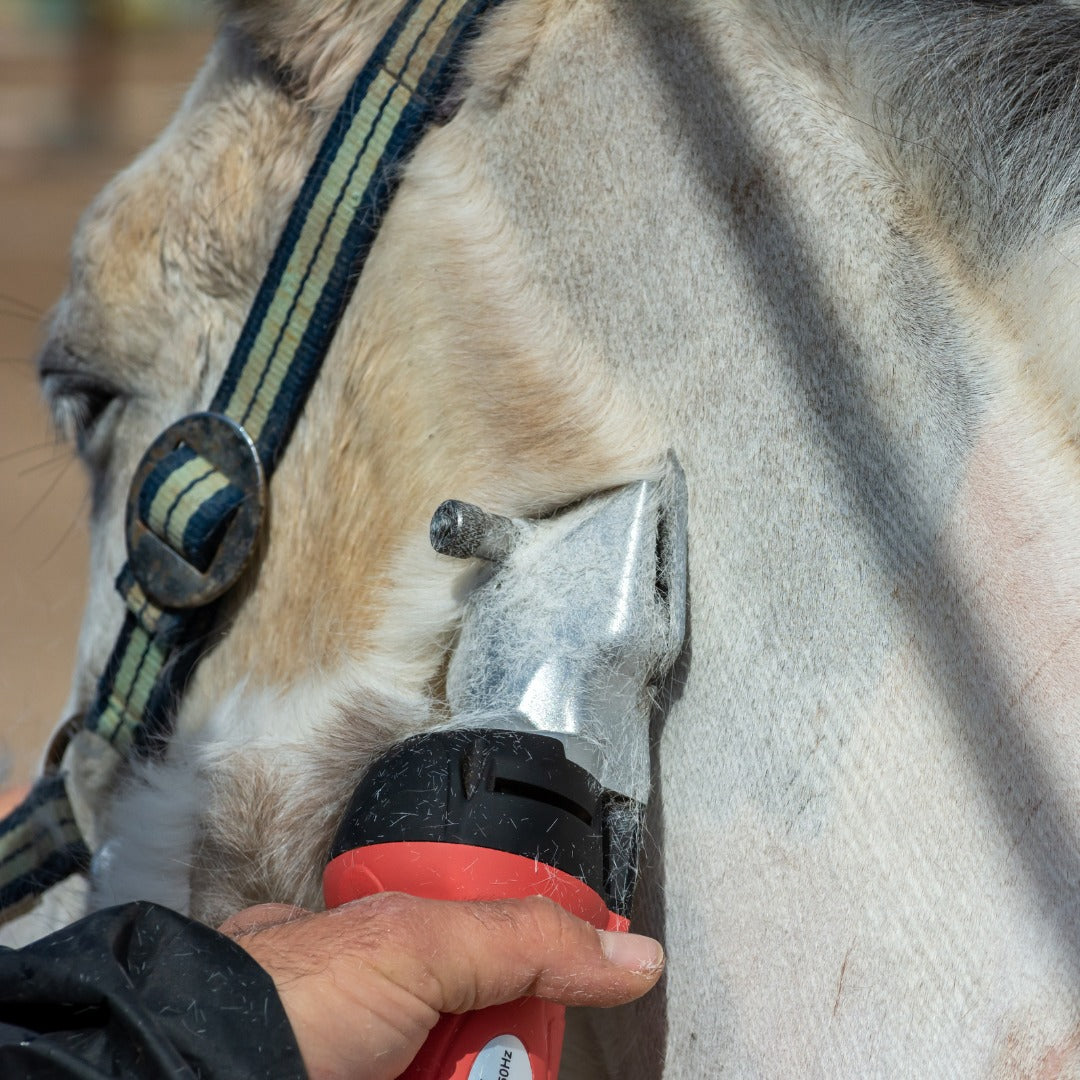 Top 5 tips for clipping your horse