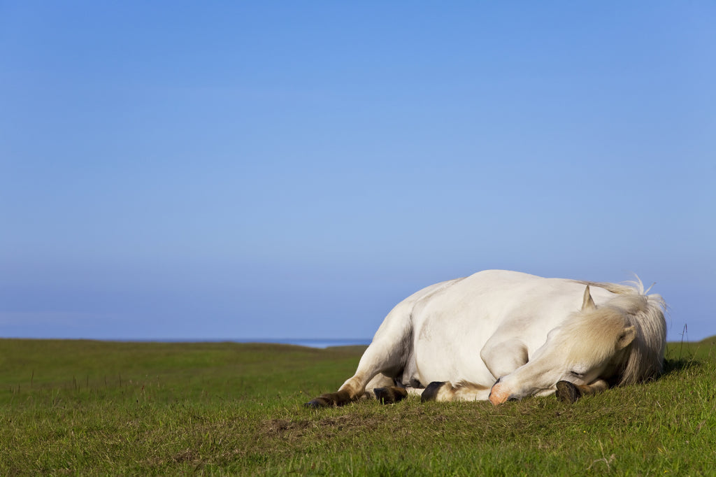 Caring For The Metabolically Challenged Horse